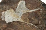Two Paleocene Fossil Ginkgo Leaves - North Dakota #270184-1